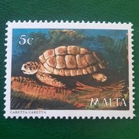 Мальта. Фауна. Черепахи. Caretta