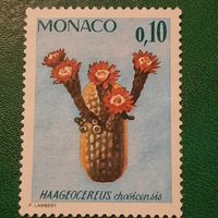 Монако. Флора. Кактус. Haageocereus Chasicensis
