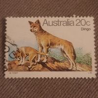 Австралия. Дикая собака Динго