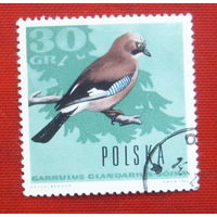 Польша. Птицы. ( 1 марка ) 1966 года. 8-15.