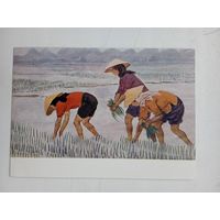 1958. Пономарев. Сажают рис (Из серии "Северный Вьетнам")