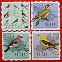 Польша. Птицы. ( 4 марки ) 1966 года.