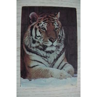 Календарик, 1992, Тигр.