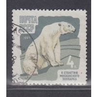 СССР ГАШ 1964 ФАУНА Зоопарк Медведь белый