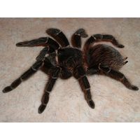 Lasiodora parahybana, молодь паука птицееда, около 1,5-2 см по телу