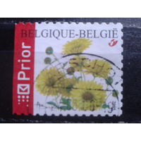 Бельгия 2005 Хризантемы, марки из буклета