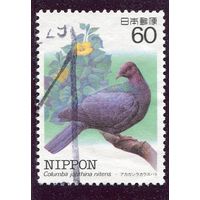 Япония. Черный голубь