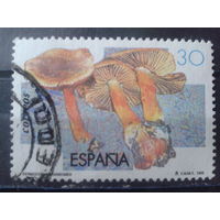 Испания 1995 Грибы, концевая