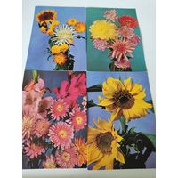 4 польские открытки с фото цветов