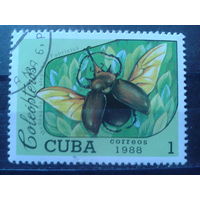 Куба 1988 Жук-слон
