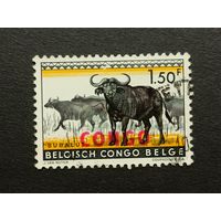 Конго 1959. Животные