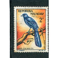 Мадагаскар. Голубая мадагаскарская кукушка