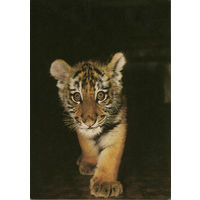 Открытка "Амурский тигрёнок"-2. Фото И.Бавыкина, 1986, изд."Планета"