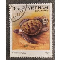 Вьетнам 1988, черепаха