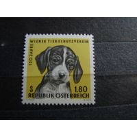Австрия 1966 Фауна Животные Собаки 120 лет Венскому обществу защиты животных сер1мар** (ККАЛ