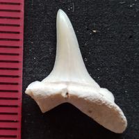Ископаемый зуб акулы. Около 50 млн лет