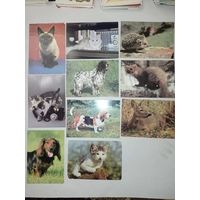 Открытки СССР с котами, собаками, с животными