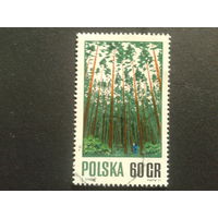 Польша 1971 лес