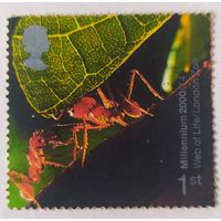 Великобритания 2000, муравьи