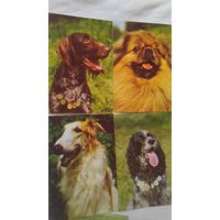 Комплект открыток собачки