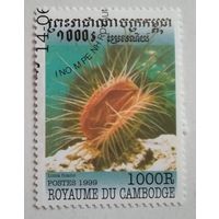 Камбоджа 1999. Моллюск