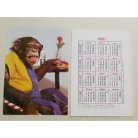 Карманный календарик. Цирк. Шимпанзе. 1981 год