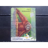 Сингапур, 2001. Детеныш орангутанга