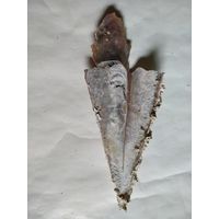 Ракушка моллюска Благородной Пинны,фрагмент одной створки.Длина 350мм.