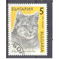Болгария. Кошки.  1989 года. фауна