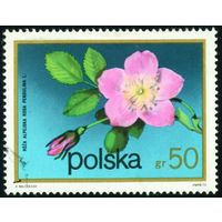 Цветы кустарников Польша 1972 год 1 марка