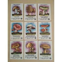 Спичечные этикетки ф.Байкал. Съедобные грибы. 1978 год