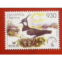 Беларусь. Птица года. Чибис ( 1 марка ) 2006 года.