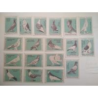 Спичечные этикетки ф.Гигант. Породы голубей. 1963 год