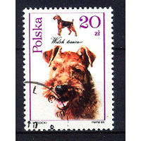1989 Польша. Собаки