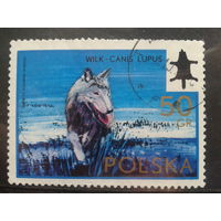 Польша 1973, Волк