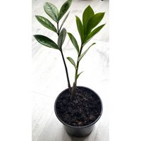 Замиокулькас (Zamioculcas)