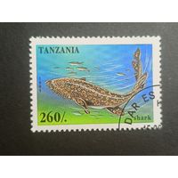 Танзания 1995. Морская жизнь