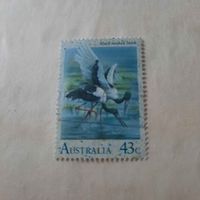 Австралия. Фауна. Птицы. BlackNecked Stork