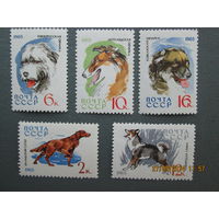 Собаки ссср 1965 г 5 марок