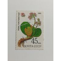 1985 СССР. Флора. Бадан толстолистный
