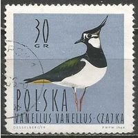 Польша. Водоплавающие птицы. Чибис. 1964г. Mi#1490.