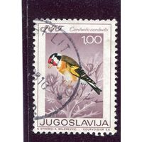 Югославия. Птицы