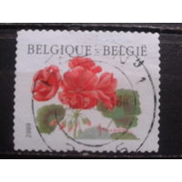 Бельгия 2000 Стандарт, пеларгония
