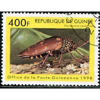 Гвинея. Жук из семейства злажок