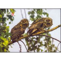 Беларусь 2019 посткроссинг открытка фауна птицы ушастая сова