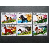 Марки Куба 1976 год Собаки