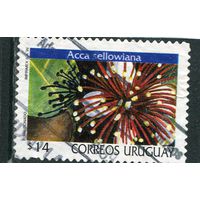 Уругвай. Цветок фейхоа