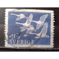 Швеция 1956 Гуси летят, концевая