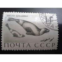 СССР 1971 тюлень