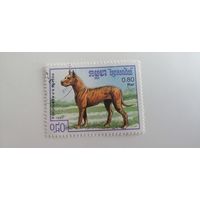 Камбоджа 1987. Собаки.